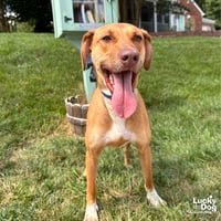 Dobby - Photo 2