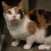 Blinkie - Photo 4