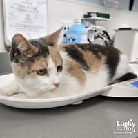 Blinkie - Photo 2
