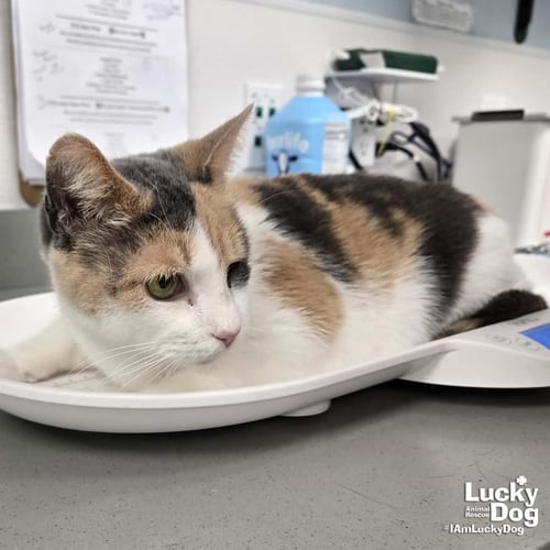 BLINKIE - Domestic Short Hair / Calico available for adoption