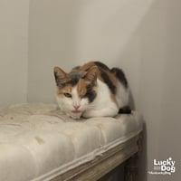 Blinkie - Photo 3