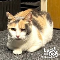 Blinkie - Photo 4