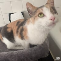 Blinkie - Photo 2