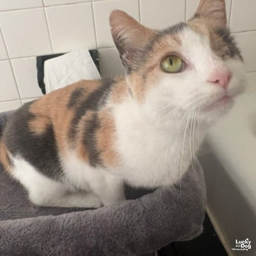 BLINKIE - Domestic Short Hair / Calico available for adoption
