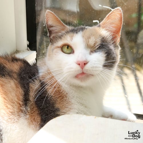 BLINKIE - Domestic Short Hair / Calico available for adoption