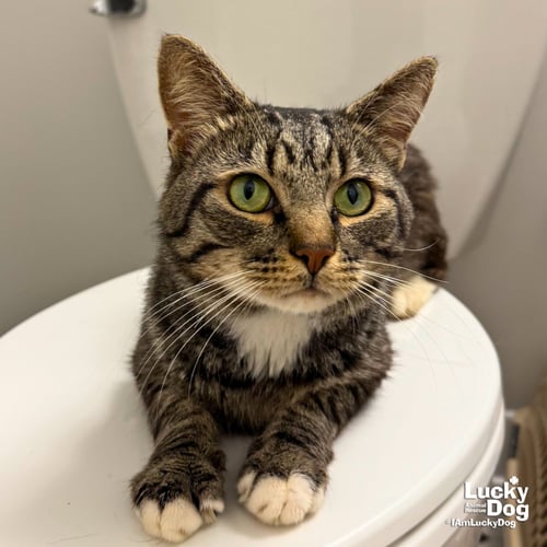 BUCK - Domestic Short Hair available for adoption
