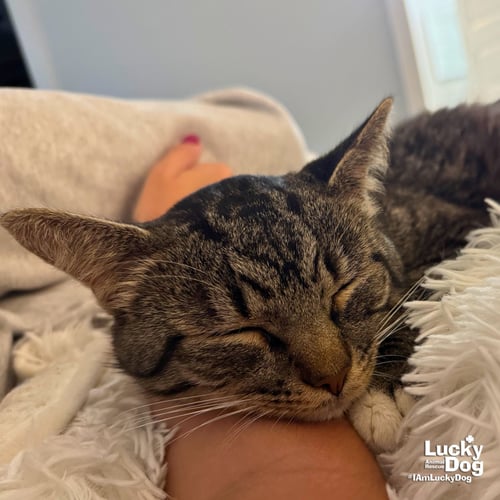 BUCK - Domestic Short Hair available for adoption