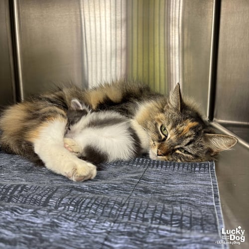 FABLE - Domestic Long Hair available for adoption