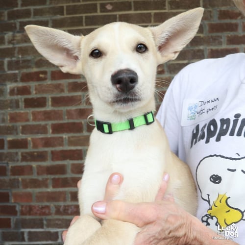 ISSA - Australian Shepherd / Cattle Dog available for adoption