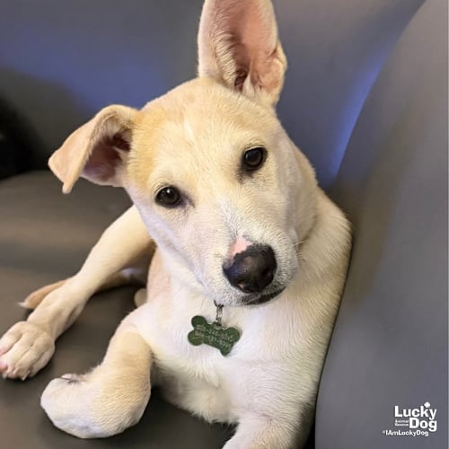 ISSA - Australian Shepherd / Cattle Dog available for adoption
