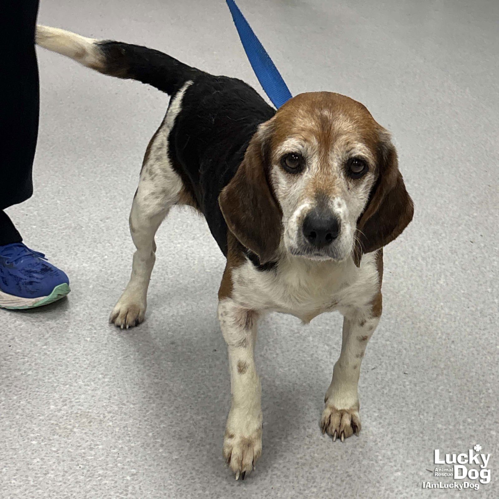 KYLE - Beagle available for adoption