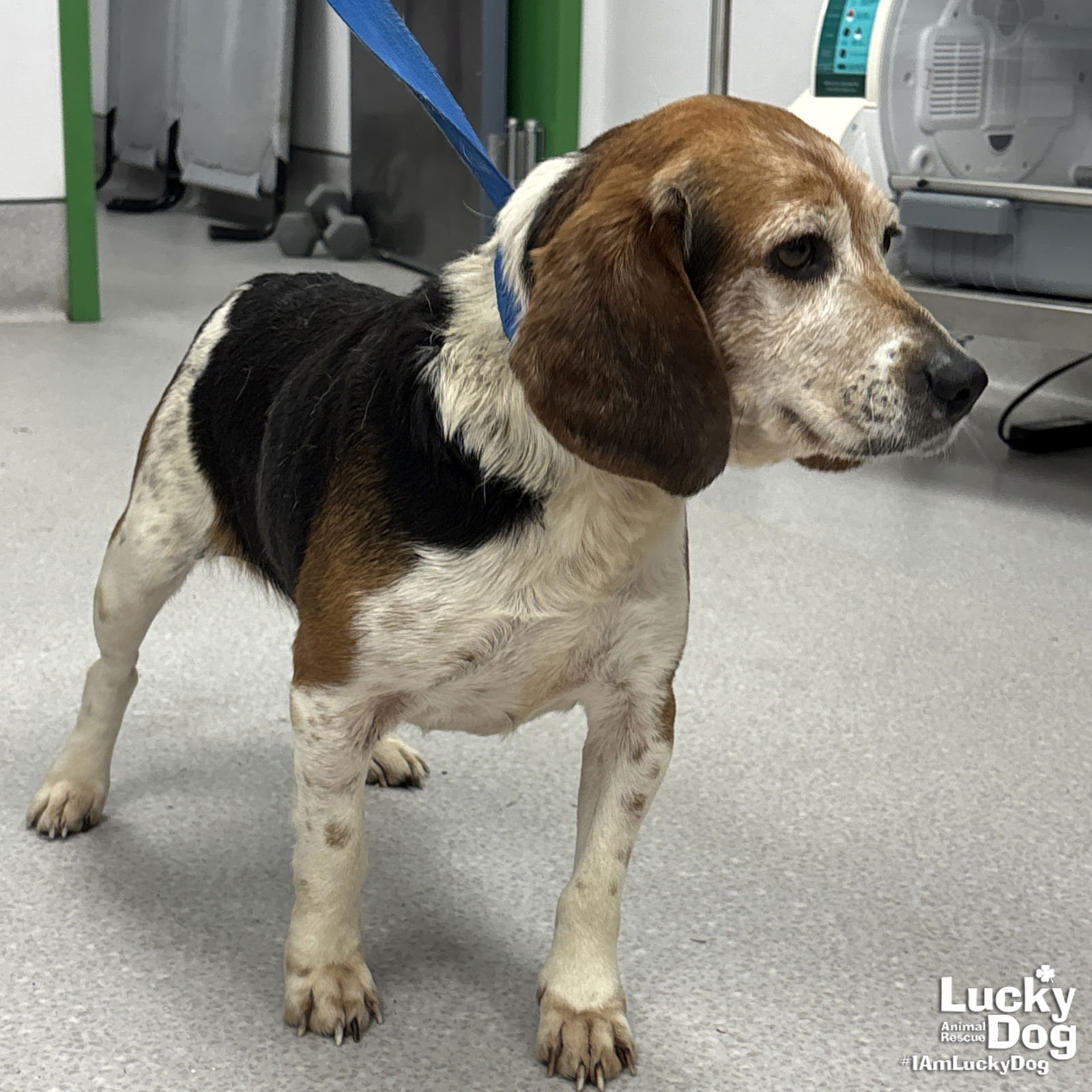 KYLE - Beagle available for adoption