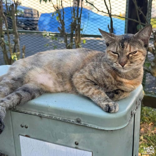 FERN - Domestic Short Hair / Tabby available for adoption