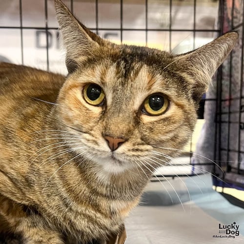 FERN - Domestic Short Hair / Tabby available for adoption