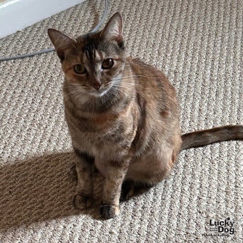 FERN - Domestic Short Hair / Tabby available for adoption