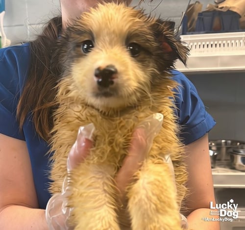COMET - Shetland Sheepdog Sheltie / Shepherd available for adoption