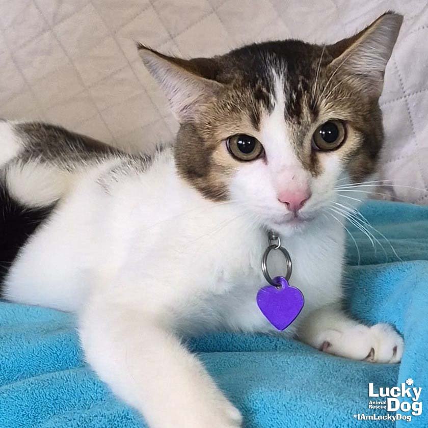 ZEUS - Domestic Short Hair available for adoption