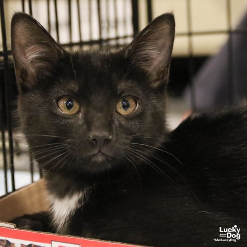 SWATCH - Domestic Short Hair available for adoption