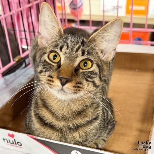 INDIGO BUNTING - Domestic Short Hair available for adoption