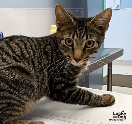INDIGO BUNTING - Domestic Short Hair available for adoption