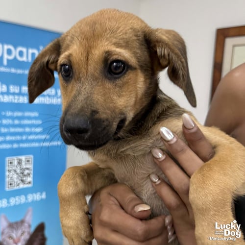DARIA - Labrador Retriever available for adoption