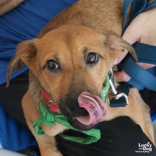 DARIA - Labrador Retriever available for adoption