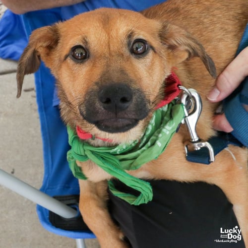 DARIA - Labrador Retriever available for adoption