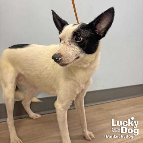 WILLOWY - Jack Russell Terrier available for adoption