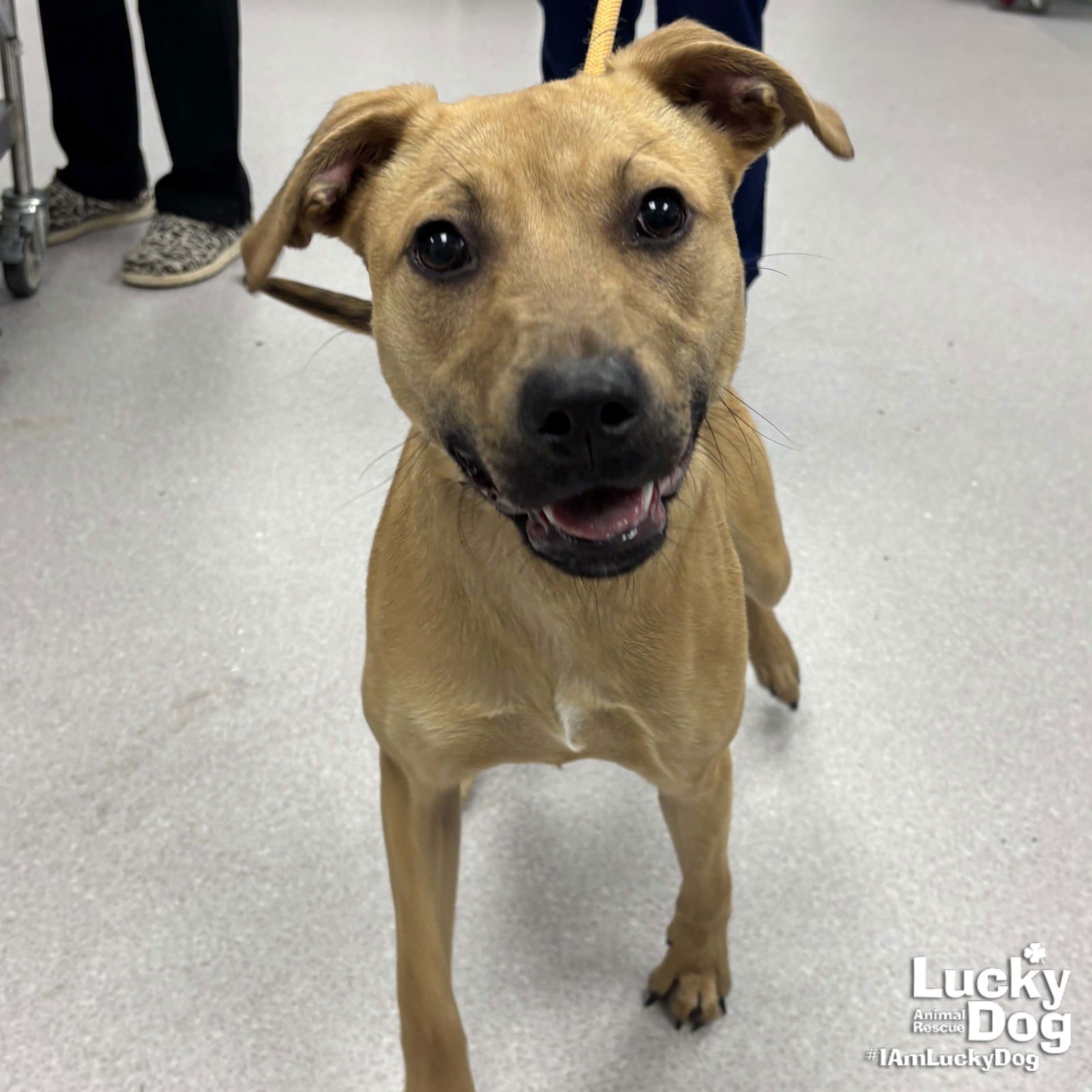 CELIA - Labrador Retriever / Shepherd available for adoption