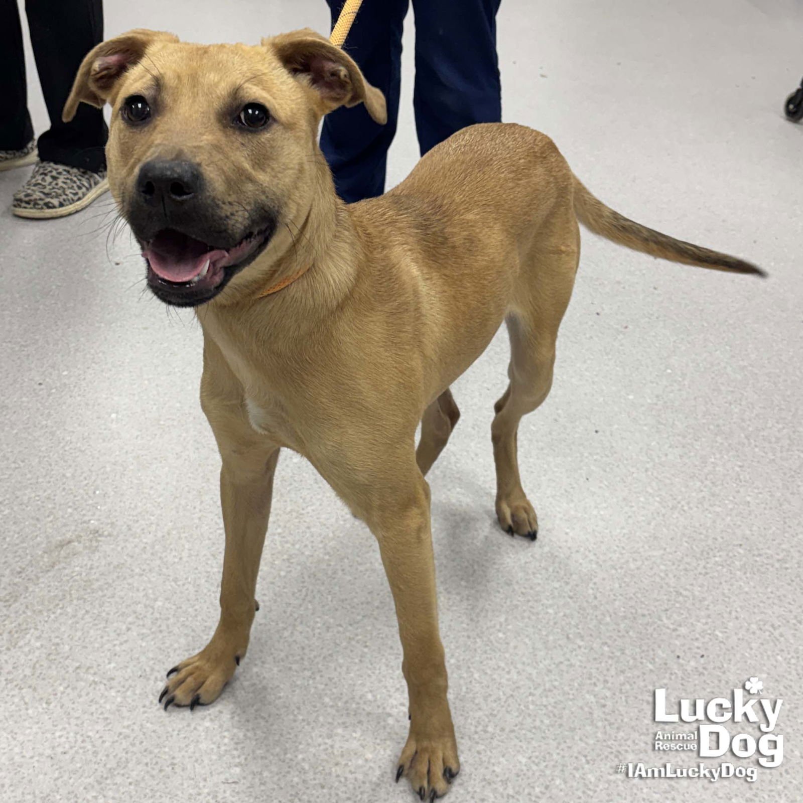 CELIA - Labrador Retriever / Shepherd available for adoption