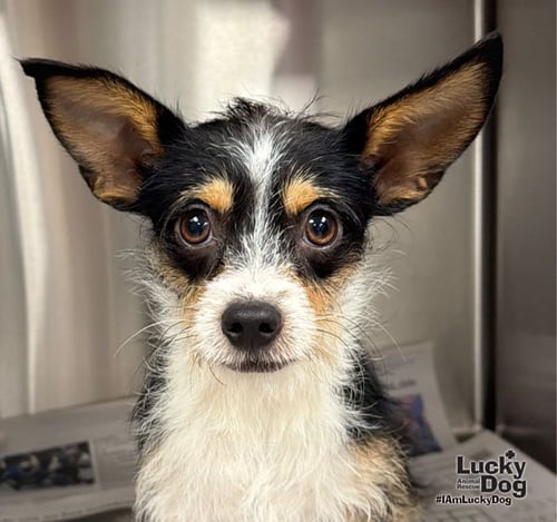 ALBERT - Jack Russell Terrier / Chihuahua available for adoption
