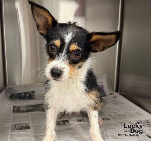 ALBERT - Jack Russell Terrier / Chihuahua available for adoption