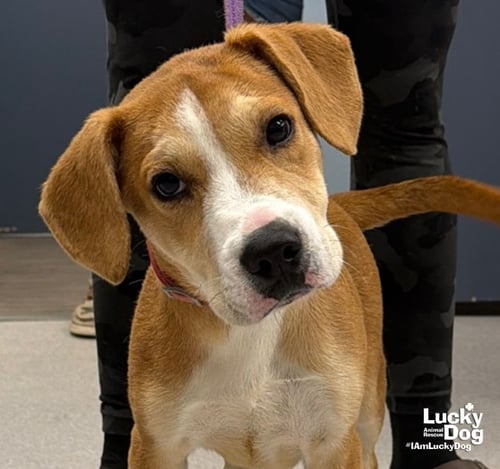POUND CAKE - Labrador Retriever / Shepherd available for adoption