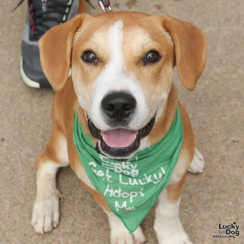 POUND CAKE - Labrador Retriever / Shepherd available for adoption