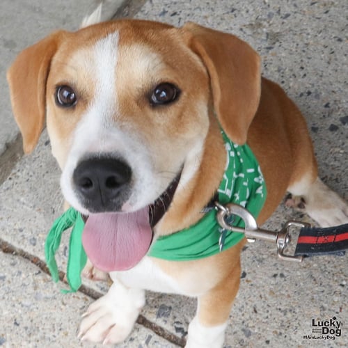 POUND CAKE - Labrador Retriever / Shepherd available for adoption