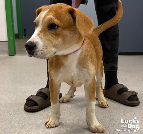 POUND CAKE - Labrador Retriever / Shepherd available for adoption