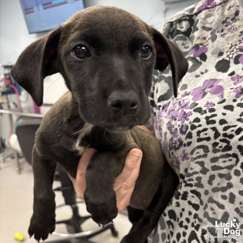 ERNESTINE - Dachshund / Retriever available for adoption