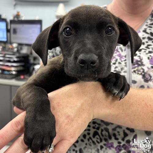 ERNESTINE - Dachshund / Retriever available for adoption