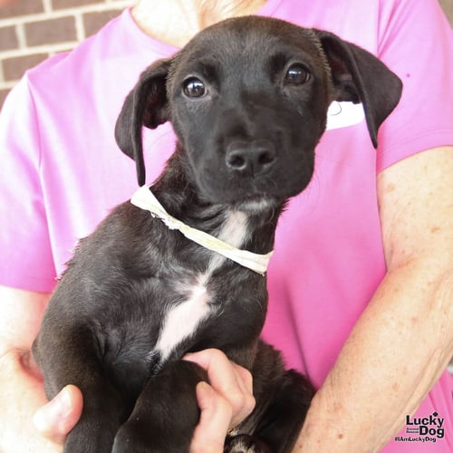 ERNESTINE - Dachshund / Retriever available for adoption