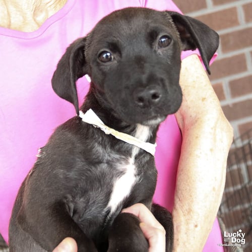 ERNESTINE - Dachshund / Retriever available for adoption