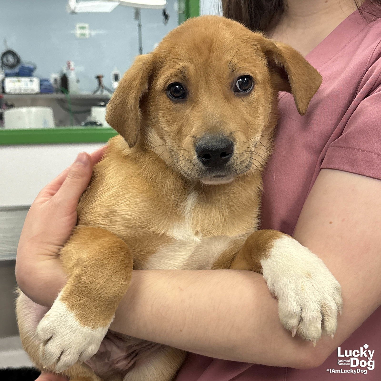 NEW NICK - Golden Retriever / Shepherd available for adoption