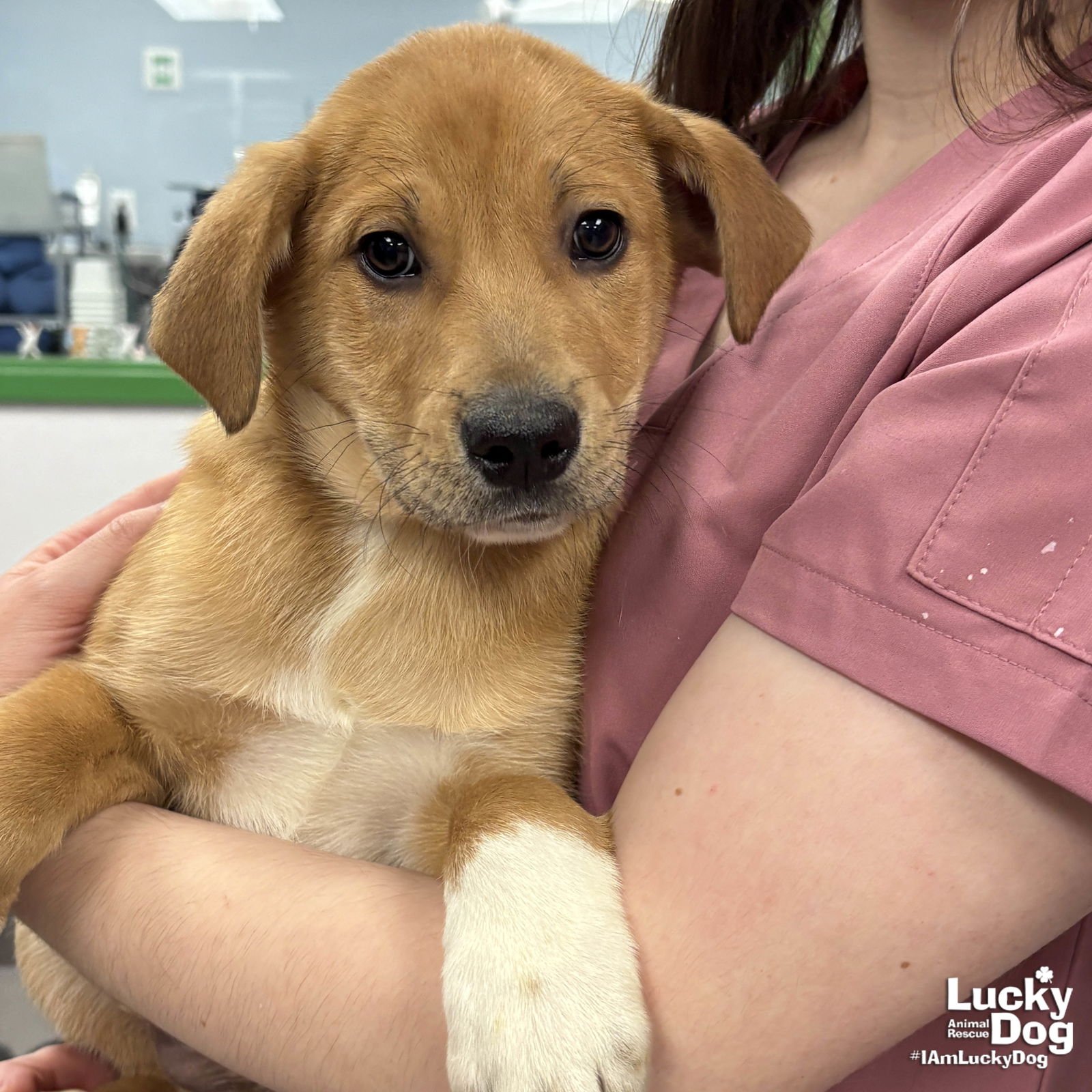 NEW NICK - Golden Retriever / Shepherd available for adoption