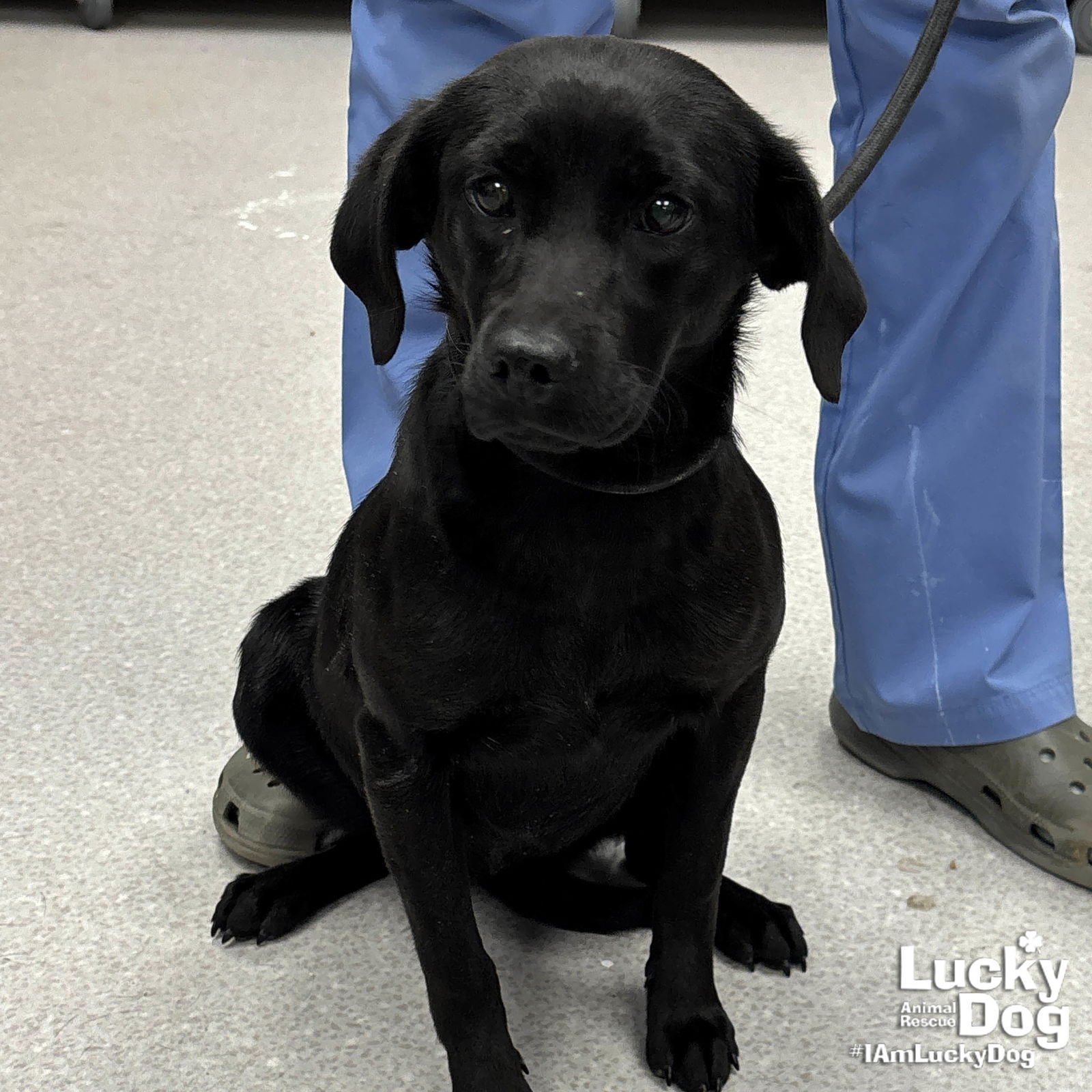 ZEAL - Terrier / Labrador Retriever available for adoption