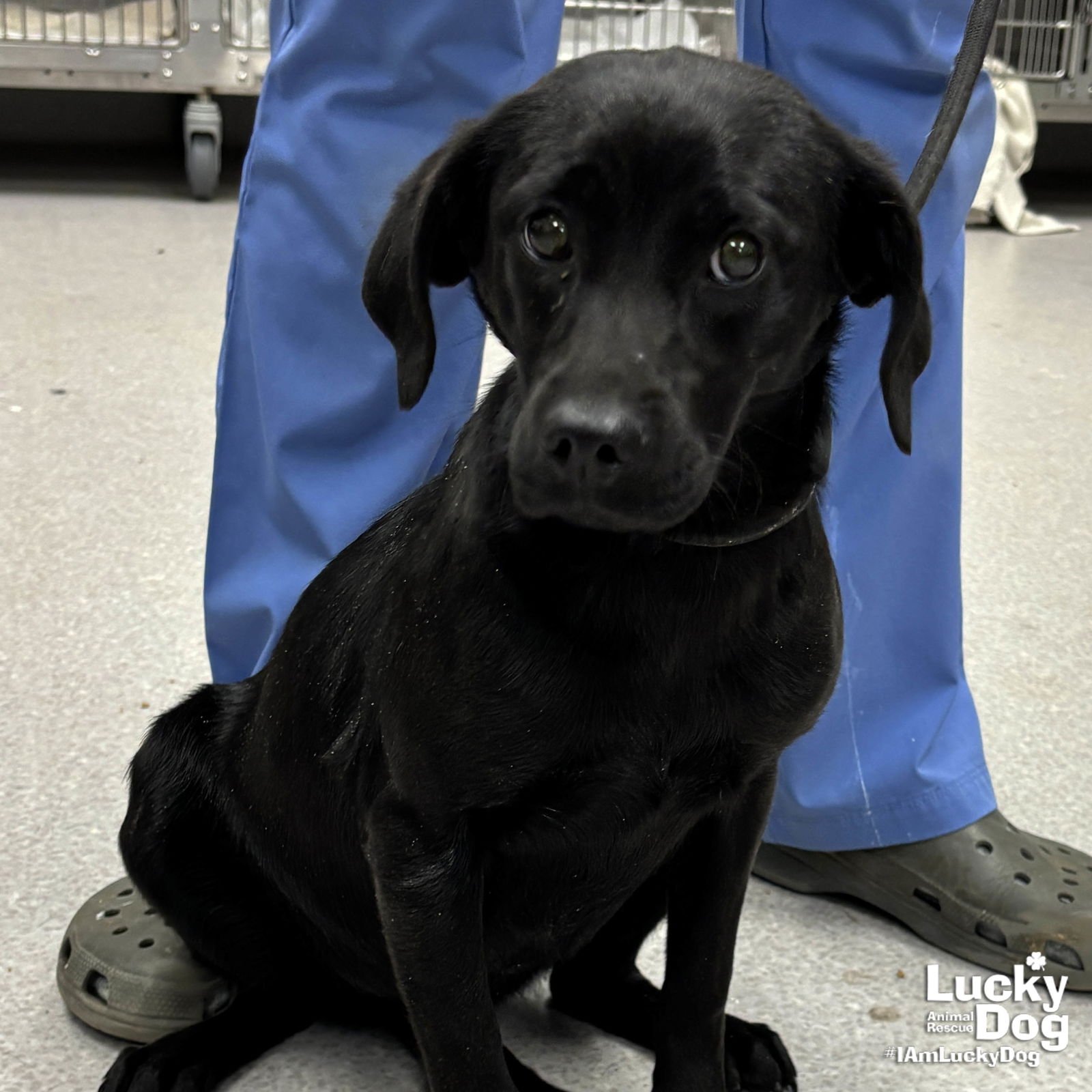 ZEAL - Terrier / Labrador Retriever available for adoption