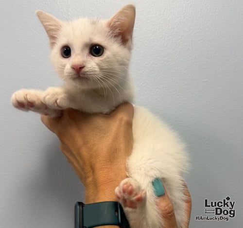 HENDRIX - Domestic Short Hair available for adoption