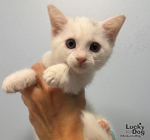 HENDRIX - Domestic Short Hair available for adoption