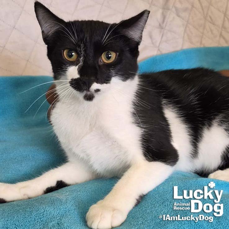 THOR - Domestic Short Hair available for adoption