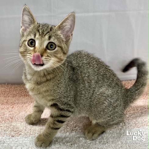 TANGO - Domestic Short Hair / Tabby available for adoption