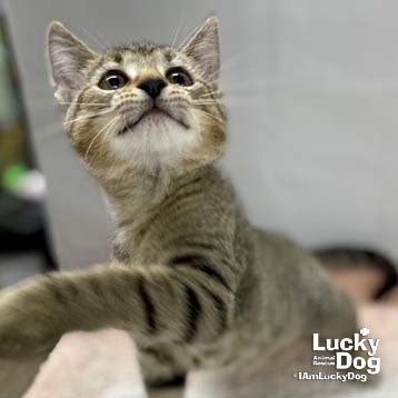 TANGO - Domestic Short Hair / Tabby available for adoption
