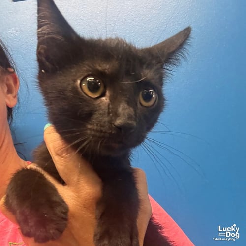 TIMMIE - Domestic Short Hair available for adoption